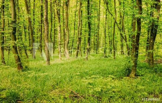Picture of green forest